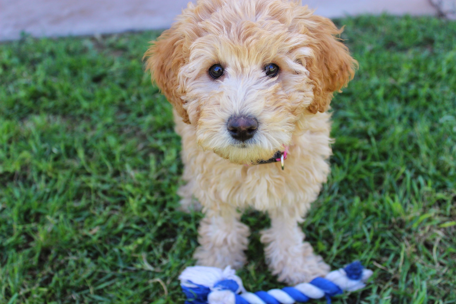 Personlighed Labradoodle