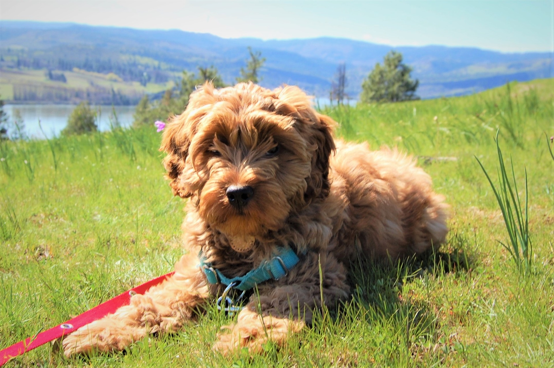 Labradoodle Motion