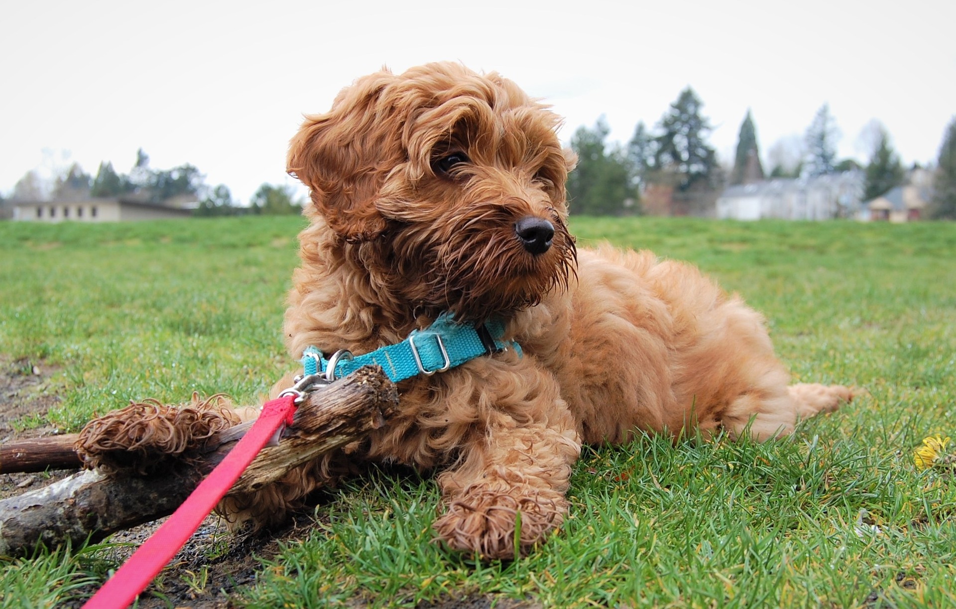 Stimulering Labradoodle