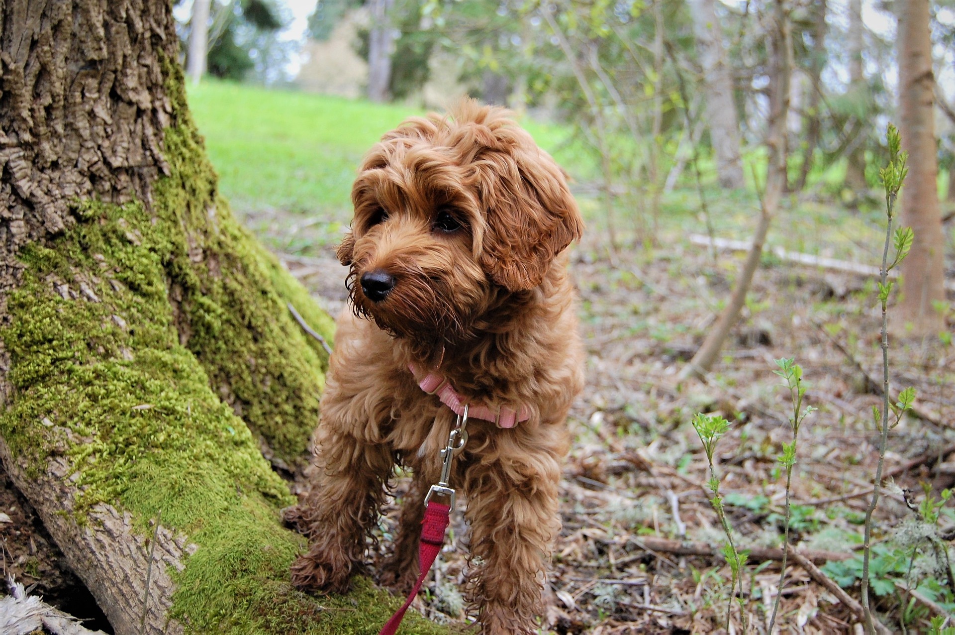 Opdrag Labradoodle Hvalp